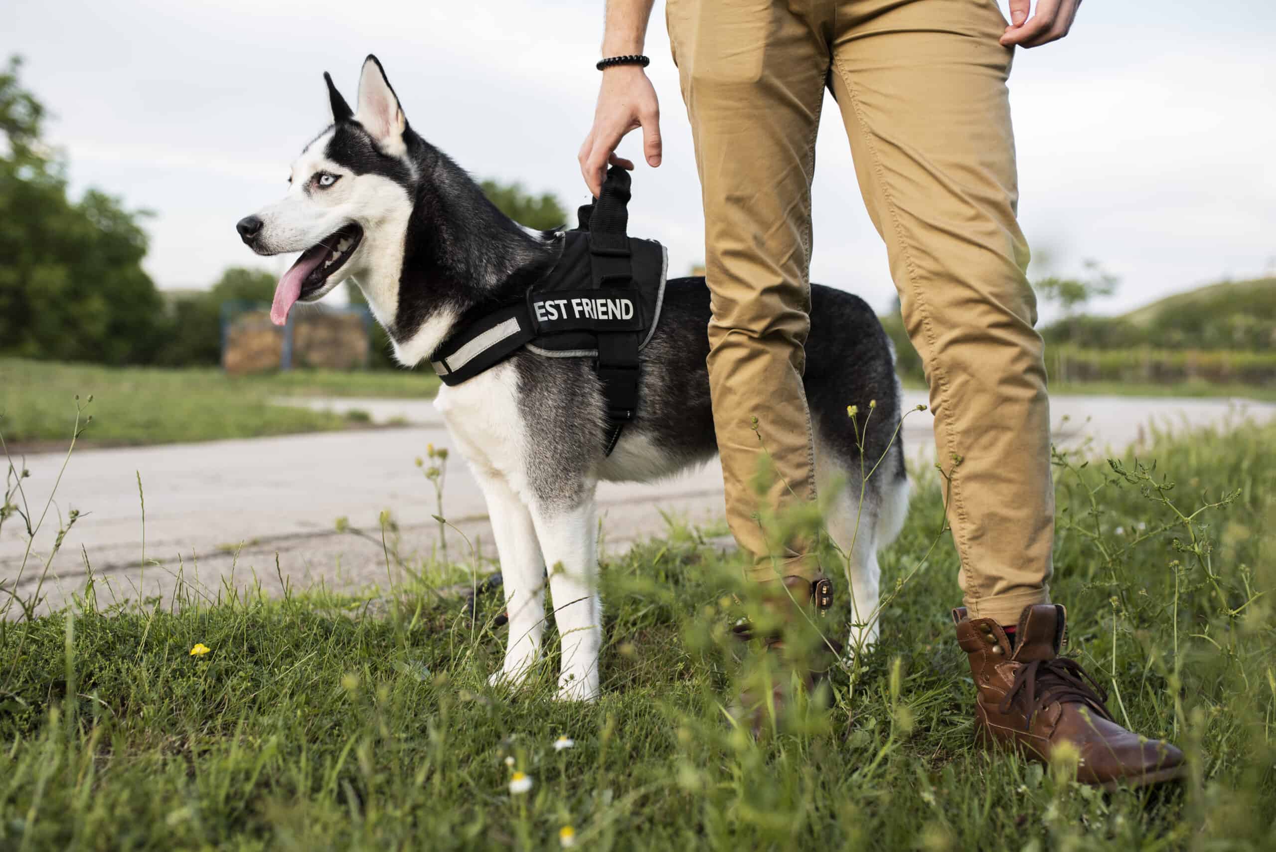 Perros seguridad Auservi